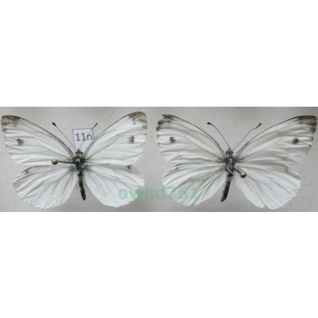 Pieris napi (Linnaeus, 1758) 2xmale Bielinek bytomkowiec Poland11n